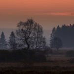 10b MS-02_Morgens_im_HOHEN_VENN_MG_8581