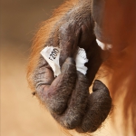 ms-02_zoo_mg_5945_tn