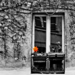 platz-5_ng_02_sonnenblume_tn