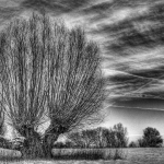 platz-1_mh_01-februar-2012-rheinaue_tn