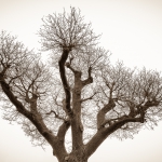 Michael Hecker - Winterbaum