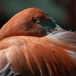 Flamingo_Marianne Schlüter