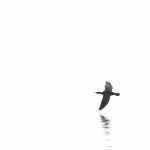 Ruediger Theiss - Kormoran