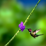 Frank Spiegel - Humming Bird