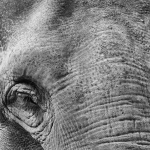 Ruediger Theiss - Elefant
