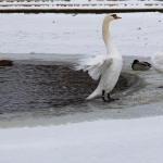 Heiner Ott - Winterschwan