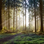Rainer Ohligschläger _02_Herbst im Odenwald