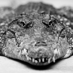 Antje Terhaag – Krokodil