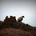 gh_02_highlander_tn