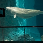 platz-4_hw-1-beluga-092-2162_tn