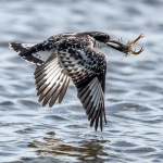 Frank Spiegel - Pied Kingfisher
