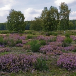 Marianne Schlüter - Die Heide blüht