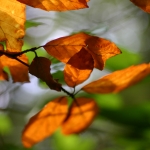 Isabell Kunze 01 - Herbstblätter