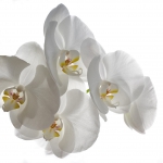 regra_02_weisse_orchideen_tn