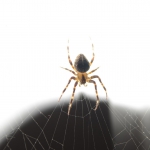 sg_01_spinne-r_tn