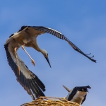 A.v.Chrzanowski - Im Landeanflug