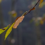 Juergen Stodt herbstliche Impressionen