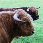Karl-Heinz Romann, Bullenstark