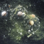 gh-2-03-universum_tn