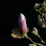 SONY DSC