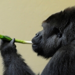gst_02_zookrefeld_tn