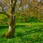 b2-pt_02_schottland_tn