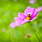 l1-ng_01_hummel_tn