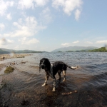 l2-gh1_11_seehund_tn