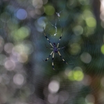 u1-mh-1-spider-florida_tn