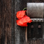 platz-5_f1-axb-1-mohn_tn