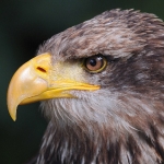 platz-5_g1-gst_01_adler_tn