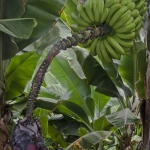 2013_12_j2-avc-2-bananestaudedez13_mg_2127_tn
