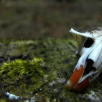 g1-axb2_waldfriedhof_tn