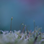 Haikufoto