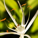 t2-acz_2_flower_tn