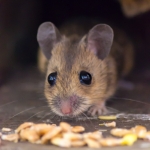 Hier kommt 'ne Maus...