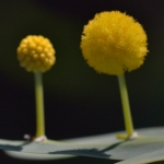 x2-cm2-minibluete_tn