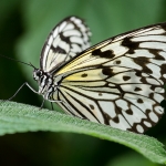 2014_04_platz-3_o1-ks_01_schmetterling_tn