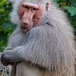l1-ho_01_affe_tn