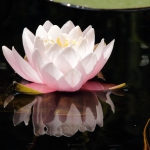 m2_gh_2_07_seerose