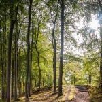 rjh_2_steplight-1407