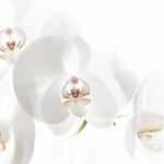 2014_10_platz-3_m2-regra02_orchidee