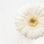 2014_10_platz-5_d2-ks_02_blume