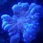 a1-gst_01_blue