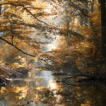 WildgÃ¤nse, -pferde, Yellow