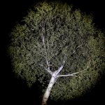Kugelbaum - Gerhard Stoefer