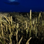 RS01_Kornfeld