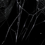 17b-TW_02_Spinnennetz bei Nacht