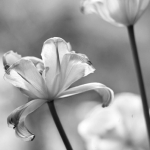 ab-1-tulpengrau