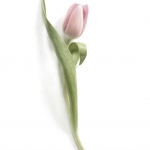 ab-2-tulpebunt